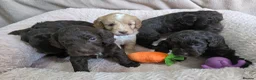 Cockapoo dogs for sale: F1 Chocolate Cockapoos. DNA Health Tested - Advert 11