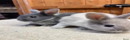Netherland Dwarf rabbits for sale: Bonded sisters (vaccinated)  - Advert 6