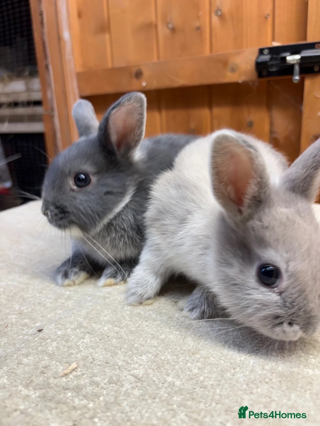 Netherland Dwarf rabbits for sale: Bonded sisters (vaccinated)  - Advert 6