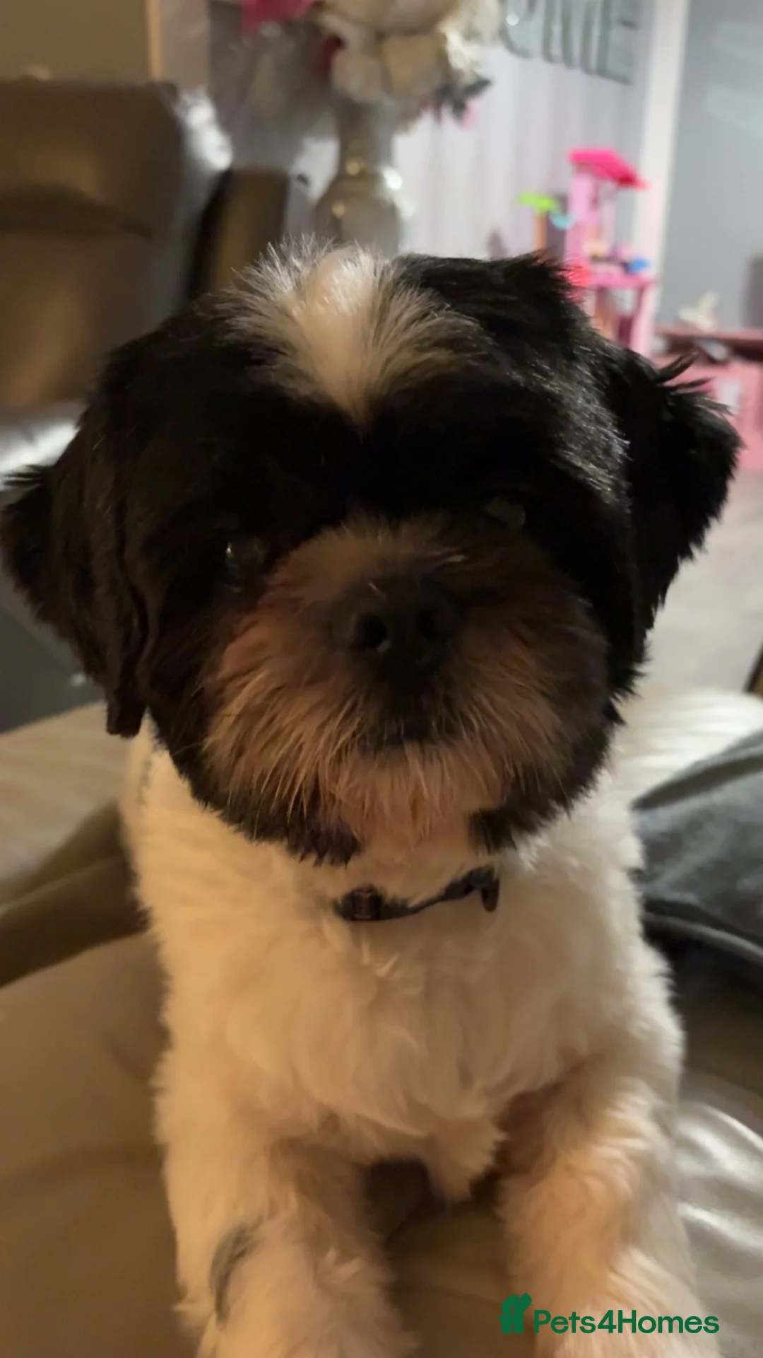 Shih Tzu dogs for sale: Teddy  - Advert 11