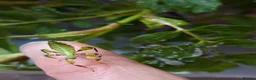 Mixed Breed invertebrates for sale: Stick Insects and Isopods - Advert 8