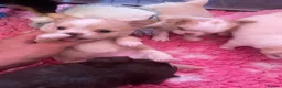Chihuahua dogs for sale: Beautiful kc-reg longcoat Chi-babies 💖🌟💖 - Advert 10