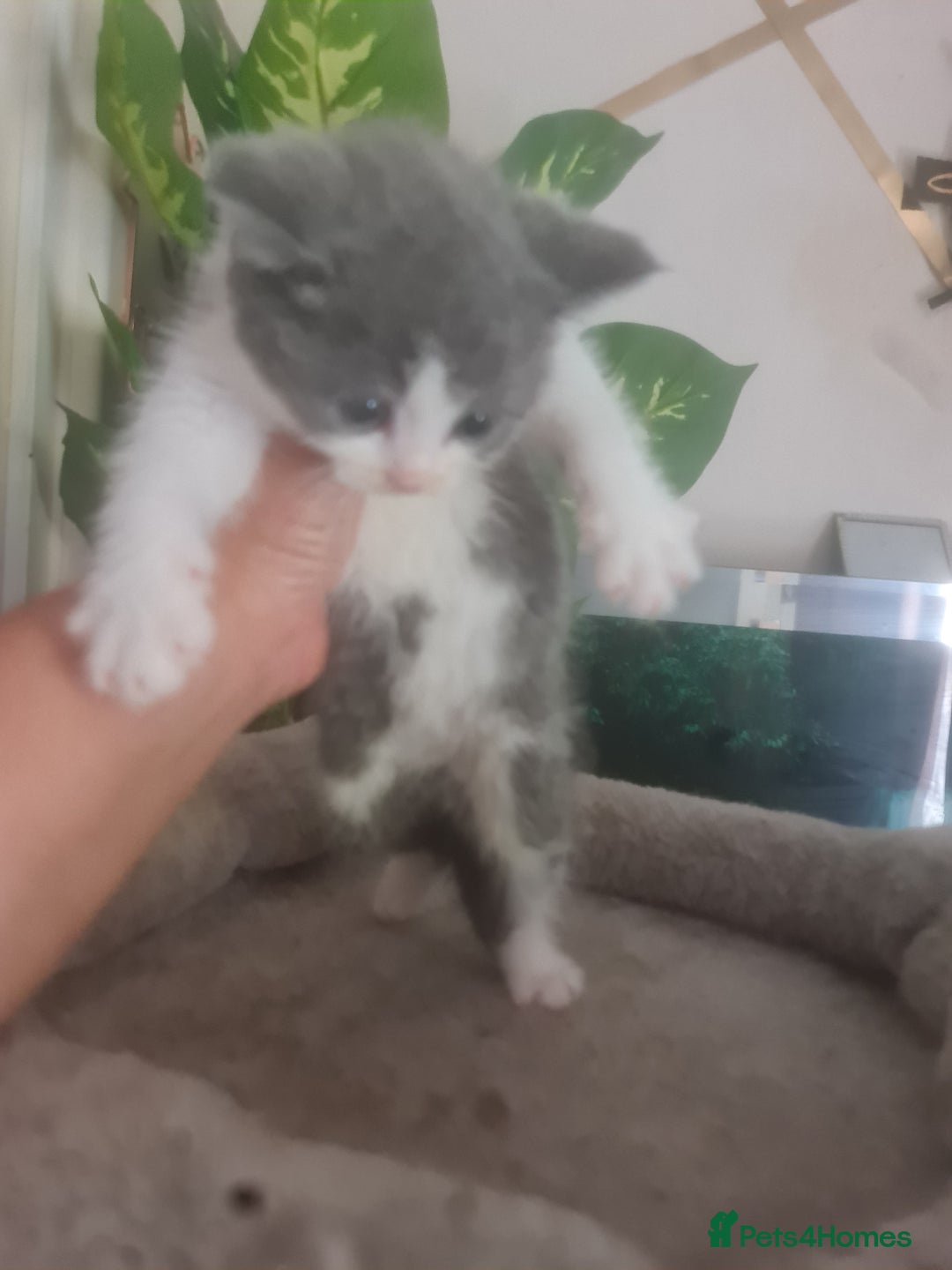 Mixed Breed cats for sale: Stunning  kittens looking  4 new home - Image 10