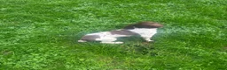 English Springer Spaniel dogs for sale: Kc springer dog pup - Advert 5