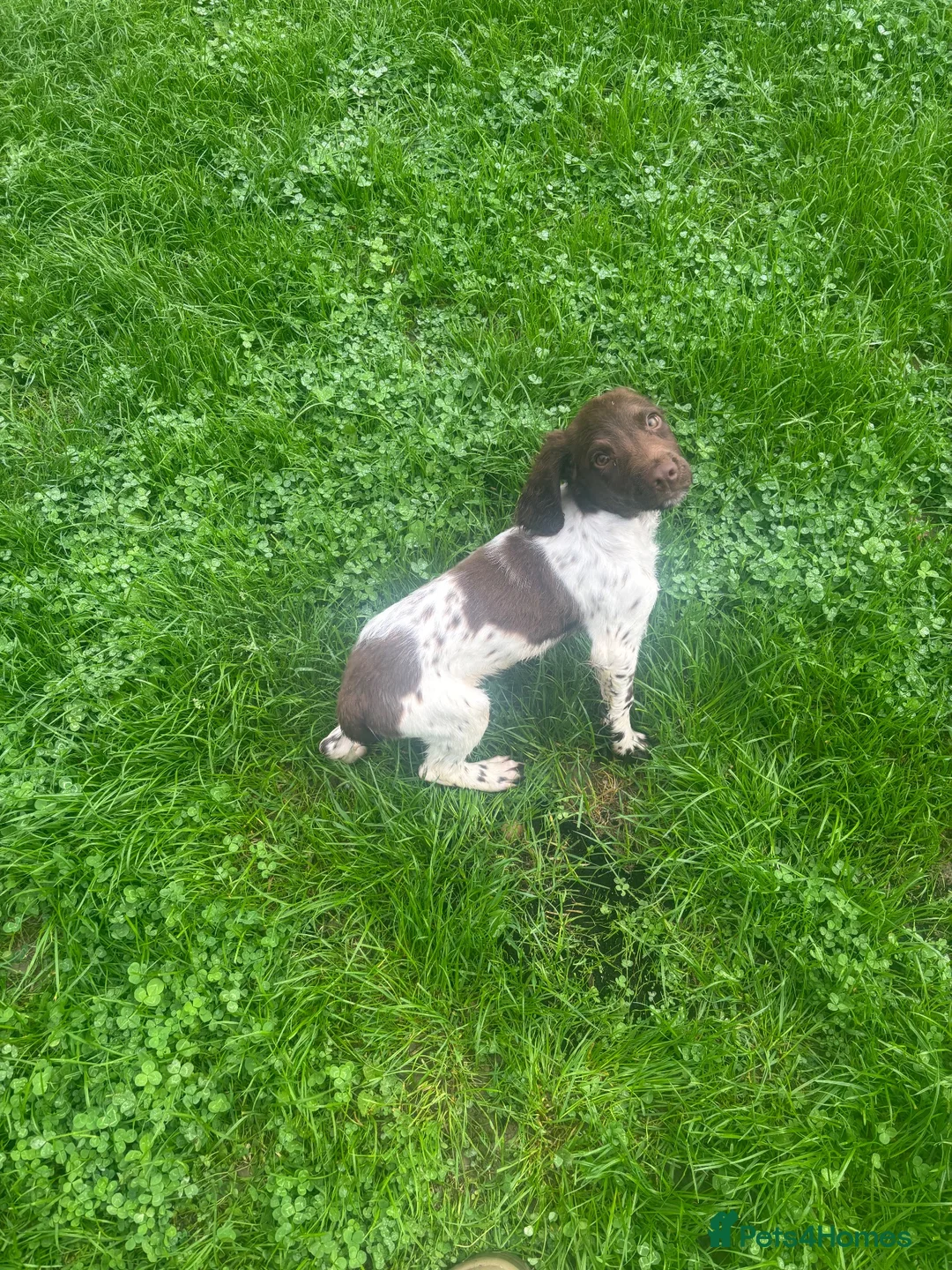 English Springer Spaniel dogs for sale: Kc springer dog pup - Advert 5
