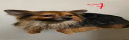 Pomeranian dogs for sale: Adult Dogs Looking for Their Forever  Homes - Advert 4