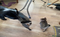 Mixed Breed cats for sale: Kittens looking for their forever homes  - Advert 2