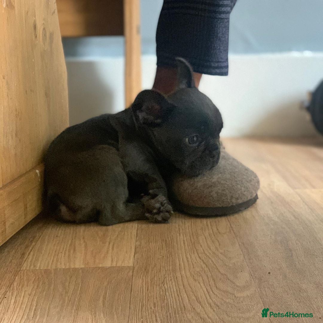 French Bulldog dogs for sale: 💙🩷Stunning French Bulldog Puppies🐾💙🩷 - Image 2