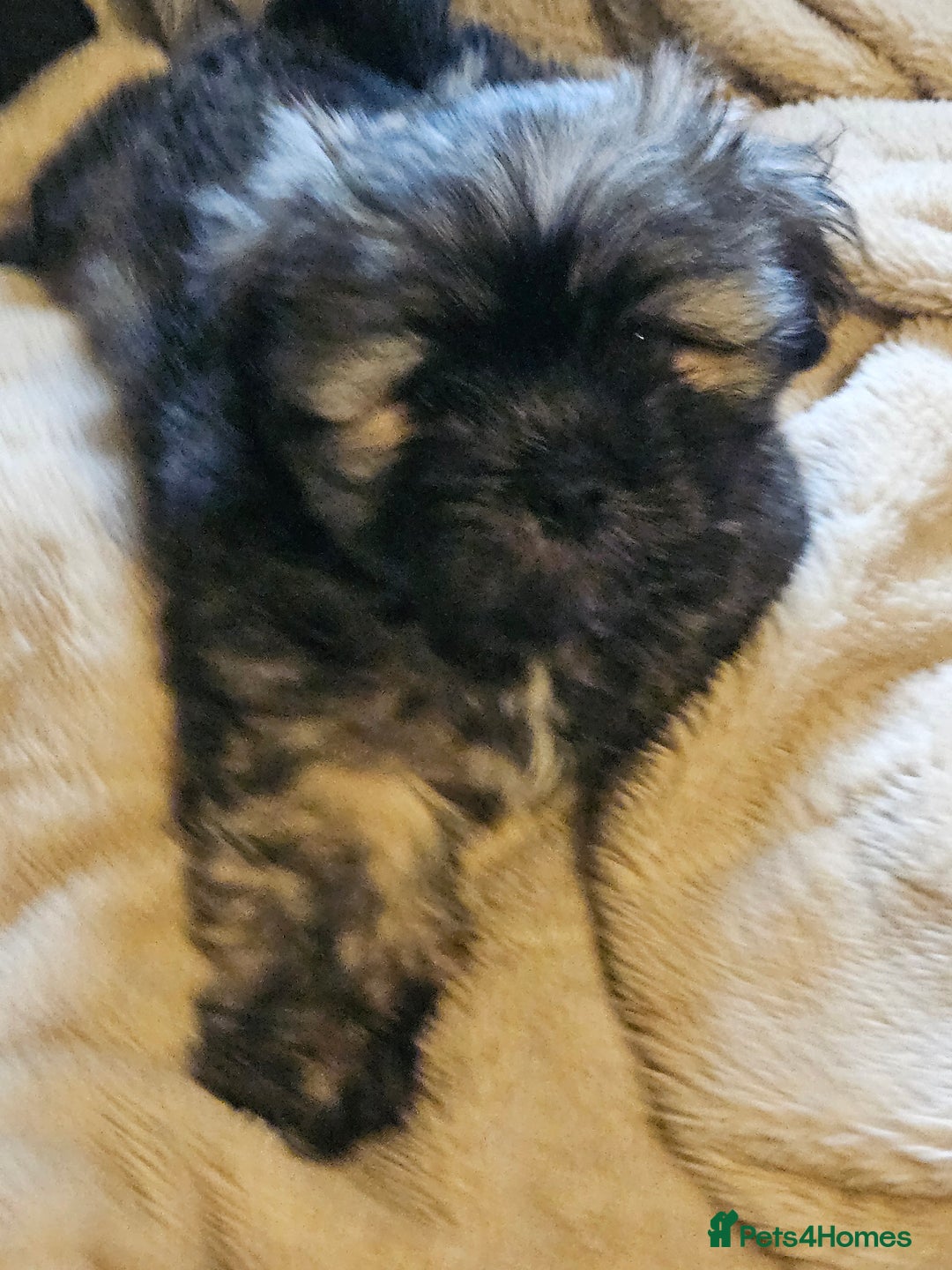 Lhasa Apso dogs for sale: Gorgeous 1 boy left - Advert 8