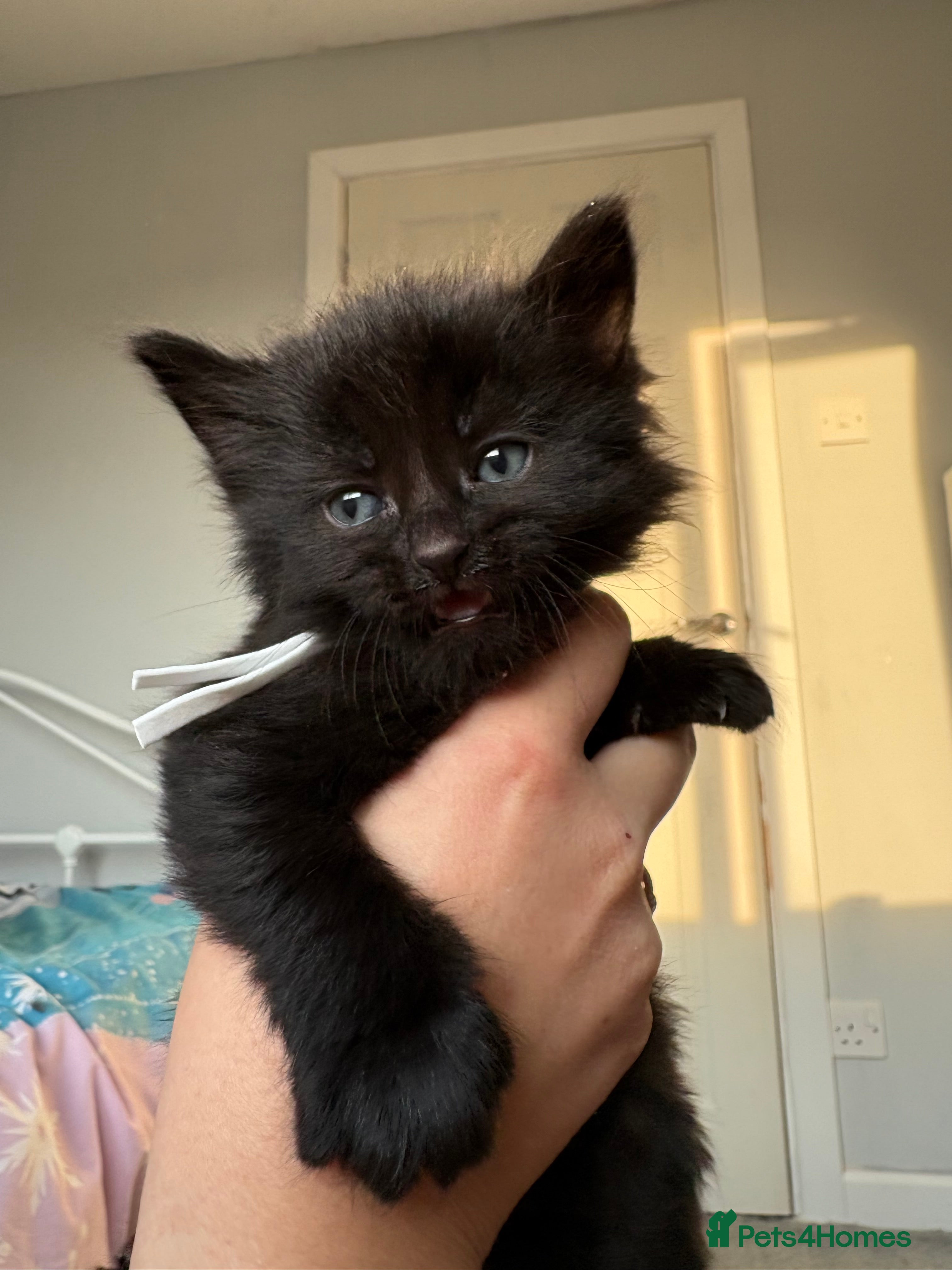 Mixed Breed cats Two beautiful female kittens  - Advert 6