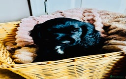 Cocker Spaniel dogs for sale:  (LAST 1) 2beautiful cocker spaniels left out of 7 - Image 1