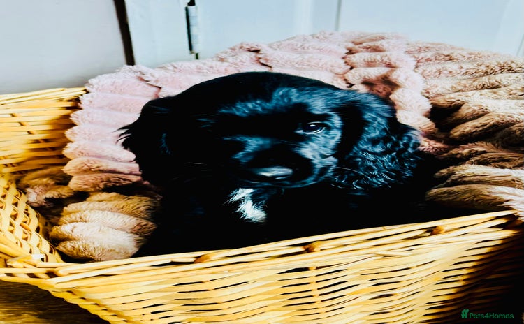 Cocker Spaniel dogs - Advert 11