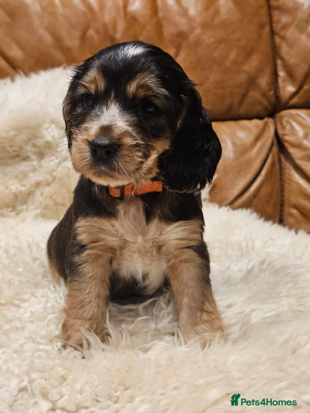 Cocker Spaniel dogs for sale: 5* Show Type Cocker Spaniels Villaspaniol Lines - Advert 31