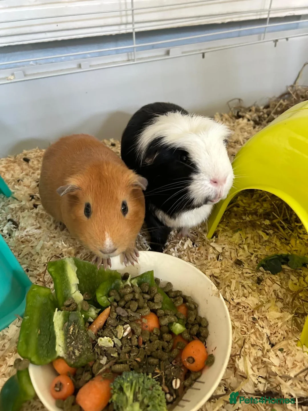 Guinea Pig rodents for sale: Guinea Pig For Adoption  - Advert 3