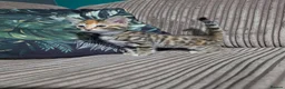 Bengal cats for sale: Bengal X DLH kittens  - Advert 2