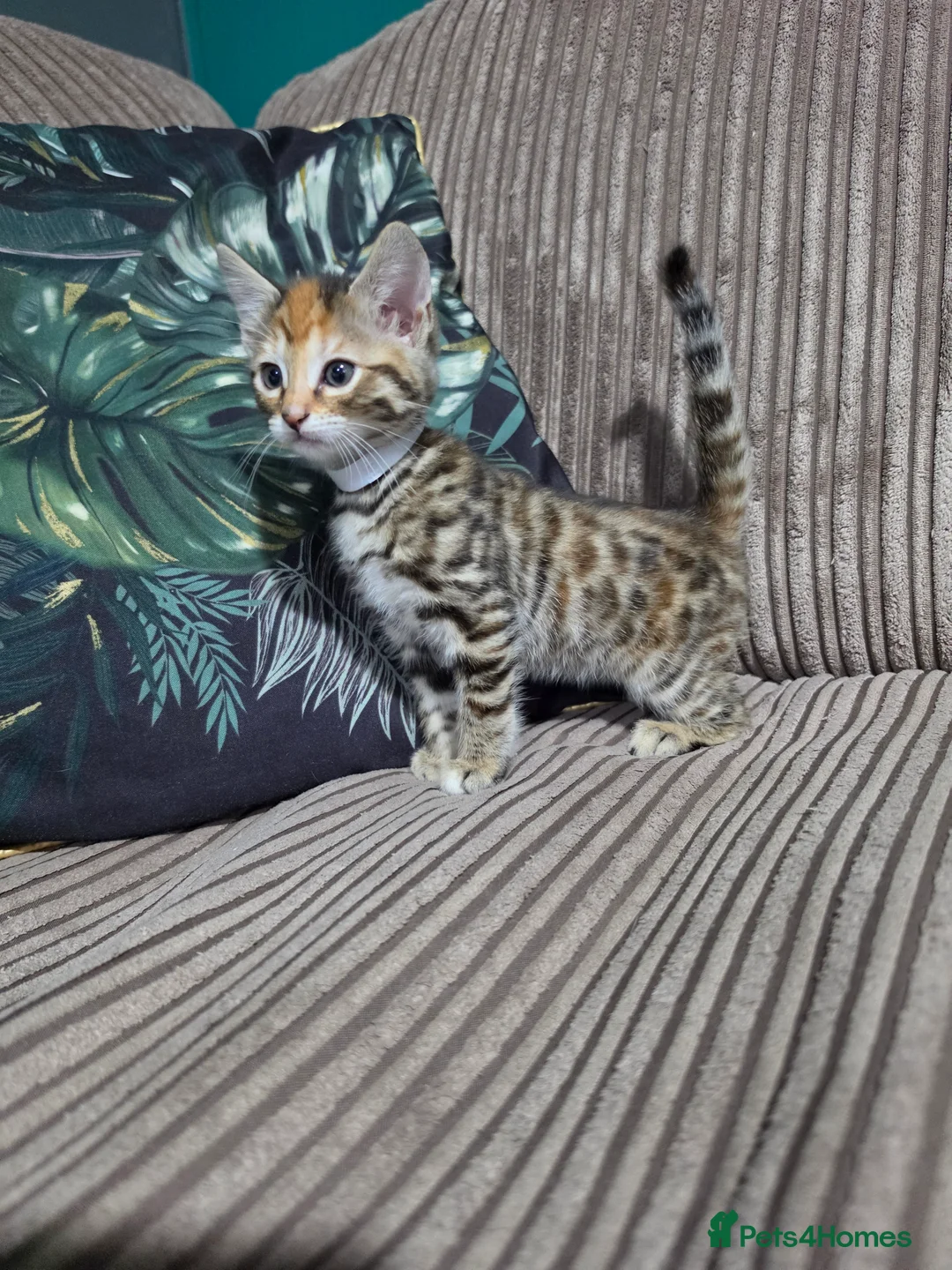 Bengal cats for sale: Bengal X DLH kittens  - Advert 2