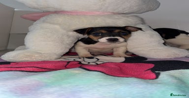 Jack Russell dogs - Advert 3