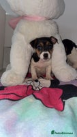Jack Russell dogs - Advert 11
