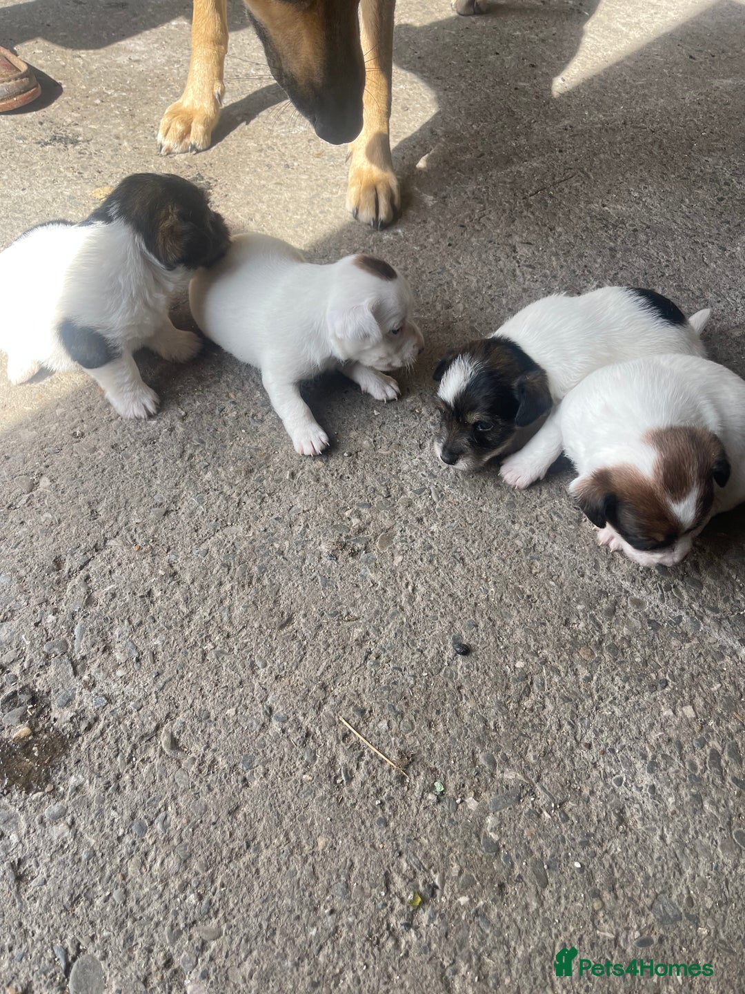 Jack Russell dogs for sale: Jack russel puppies - Image 5