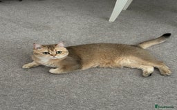 British Shorthair cats for sale: Beautiful golden BSH looking for a loving home - Image 2