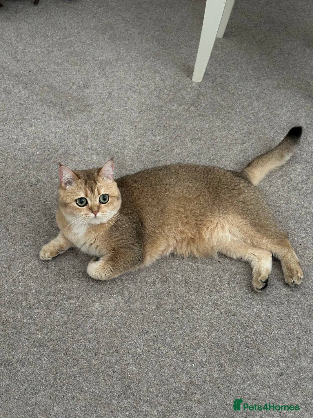British Shorthair cats for sale: Beautiful golden BSH looking for a loving home - Image 2