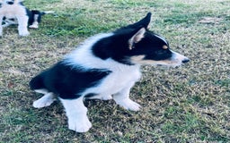 Border Collie dogs for sale: Collie puppies - Image 6