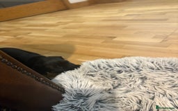 Patterdale Terrier dogs for sale: Beautiful patterdale terrier  - Image 5