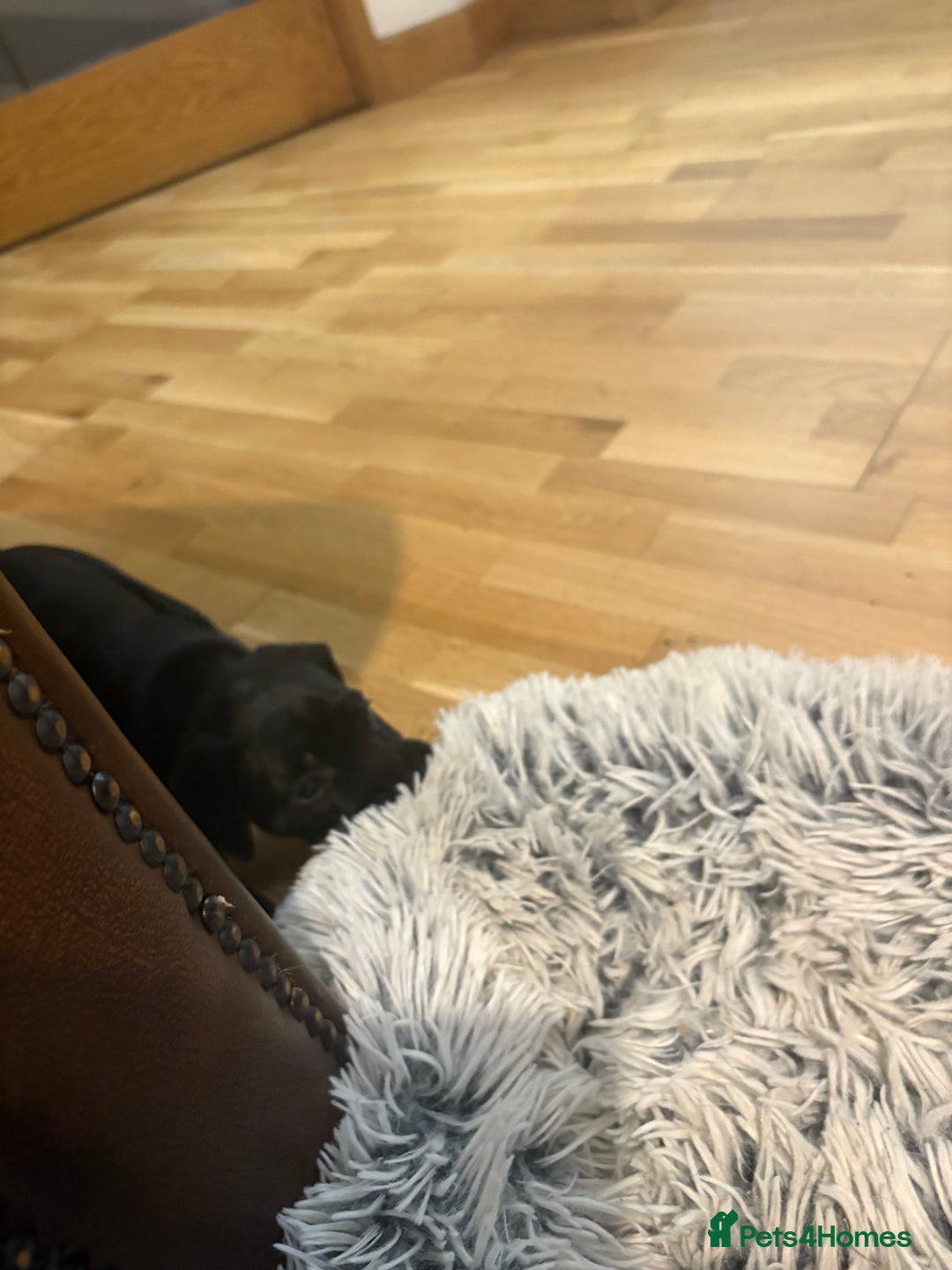 Patterdale Terrier dogs for sale: Beautiful patterdale terrier  - Image 5