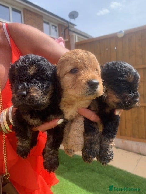 Cockapoo dogs Cockapoo puppys - Advert 1