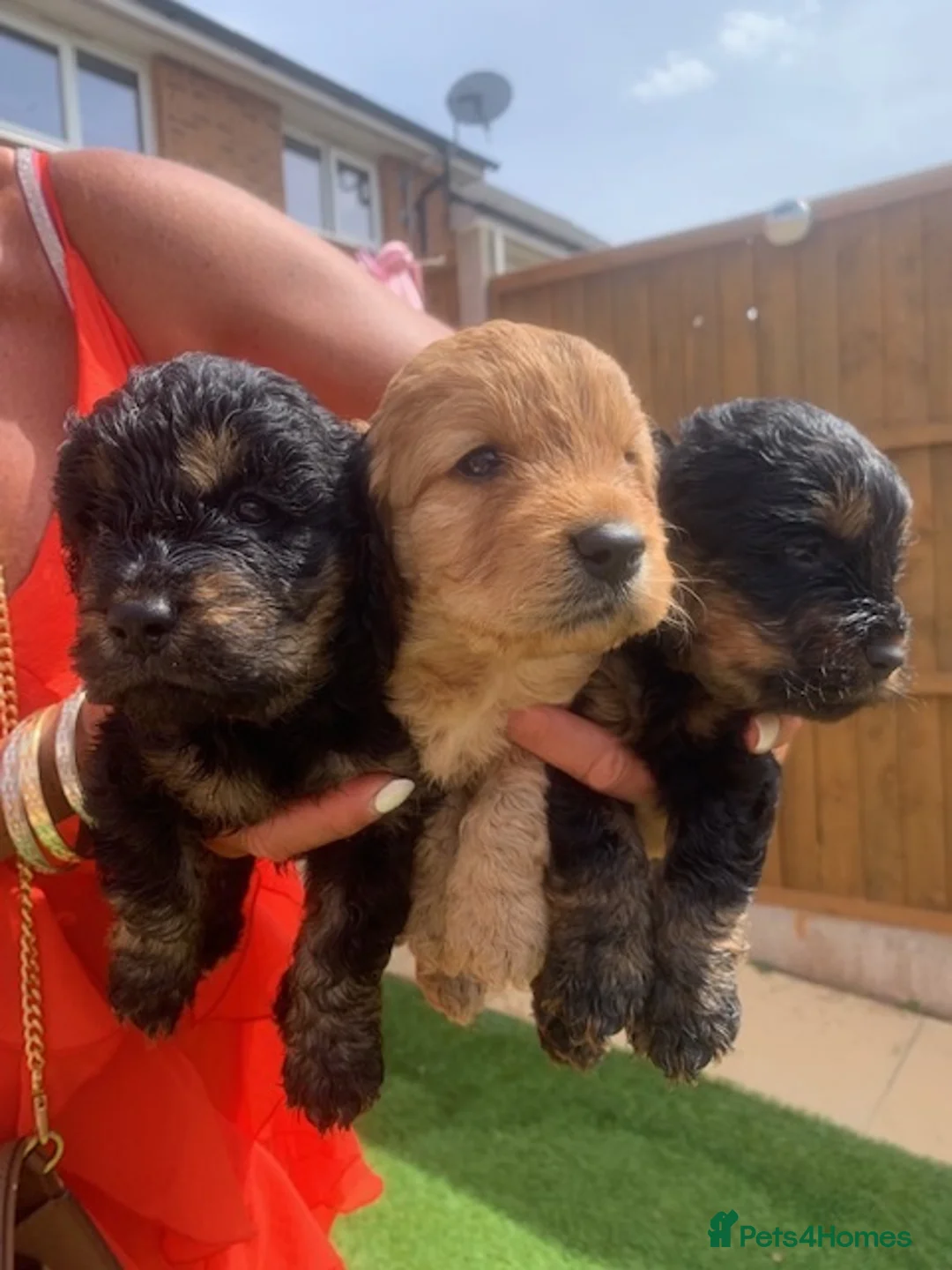 Cockapoo dogs for sale: Cockapoo puppys - Advert 1