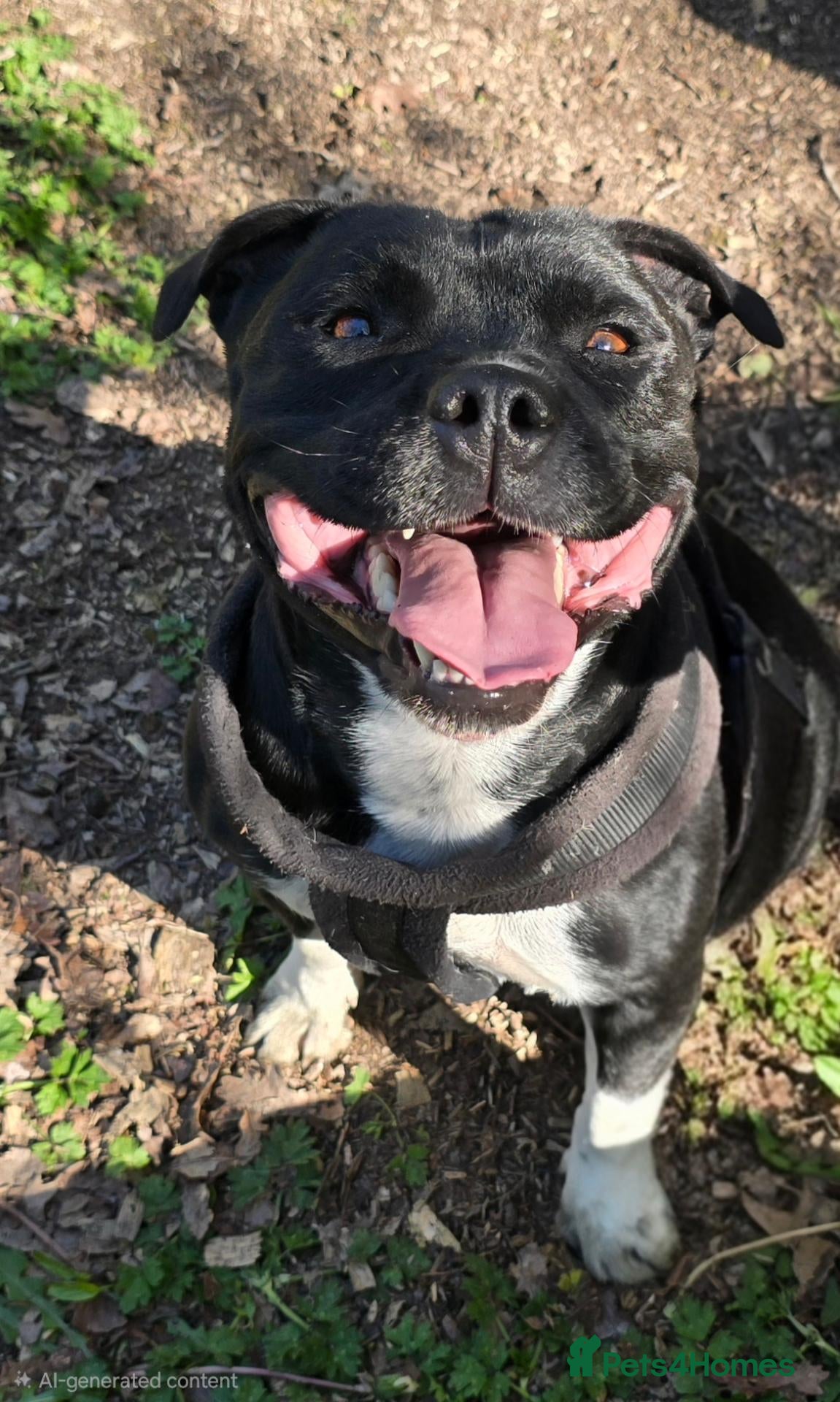 Staffordshire Bull Terrier dogs Valglo Sired, KC Reg, BVA Eye Tested, HC L2 Clear - Advert 2