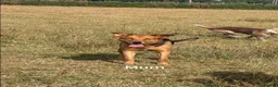 Mixed Breed dogs for sale: Huntaway x collie pups - Advert 2