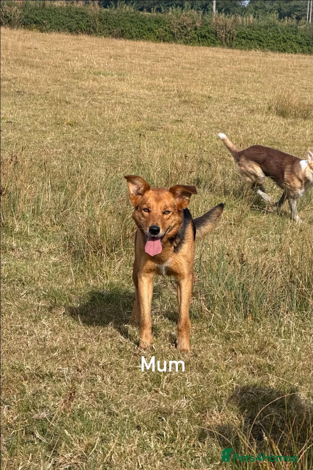 Mixed Breed dogs for sale: Huntaway x collie pups - Advert 2