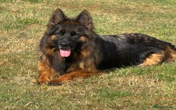 German Shepherd dogs for sale: Top Quality German Shepherd puppies  - Image 14