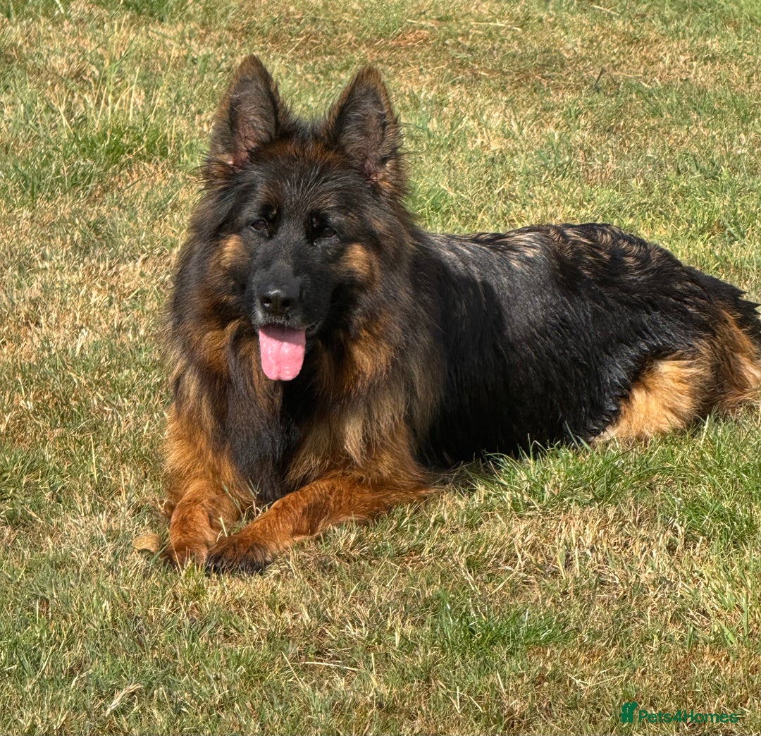 German Shepherd dogs for sale: Top Quality German Shepherd puppies  - Image 14
