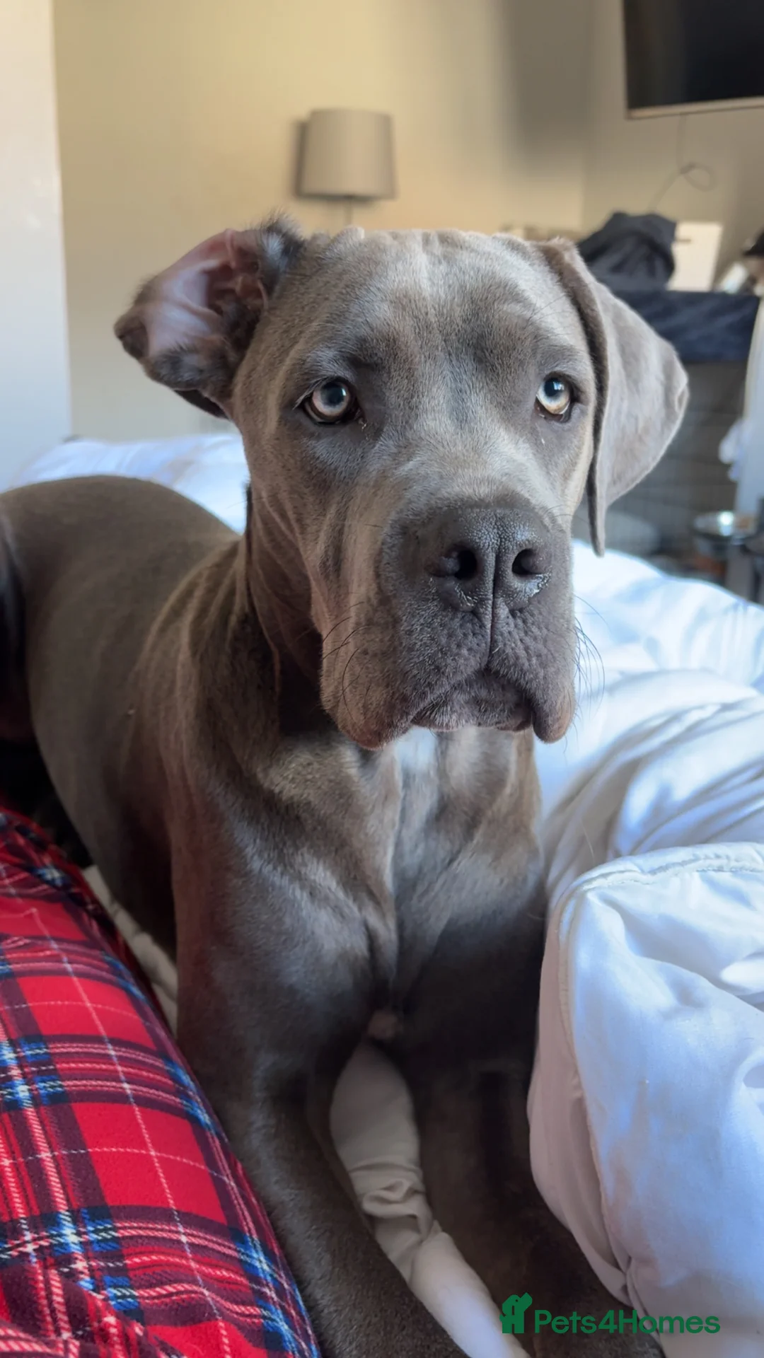 Cane Corso dogs for sale: Cane Corso Female - Advert 4