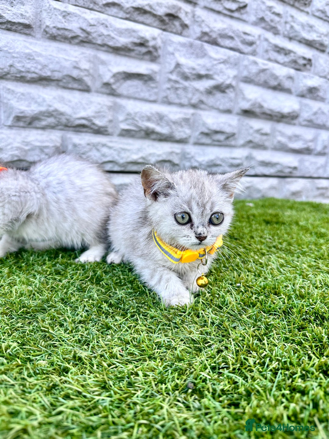 British Shorthair cats for sale: Silver Ticked British ShortHair Kittens TICA - Image 14