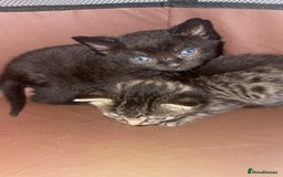 Mixed Breed cats for sale: Kittens for sale  - Image 7