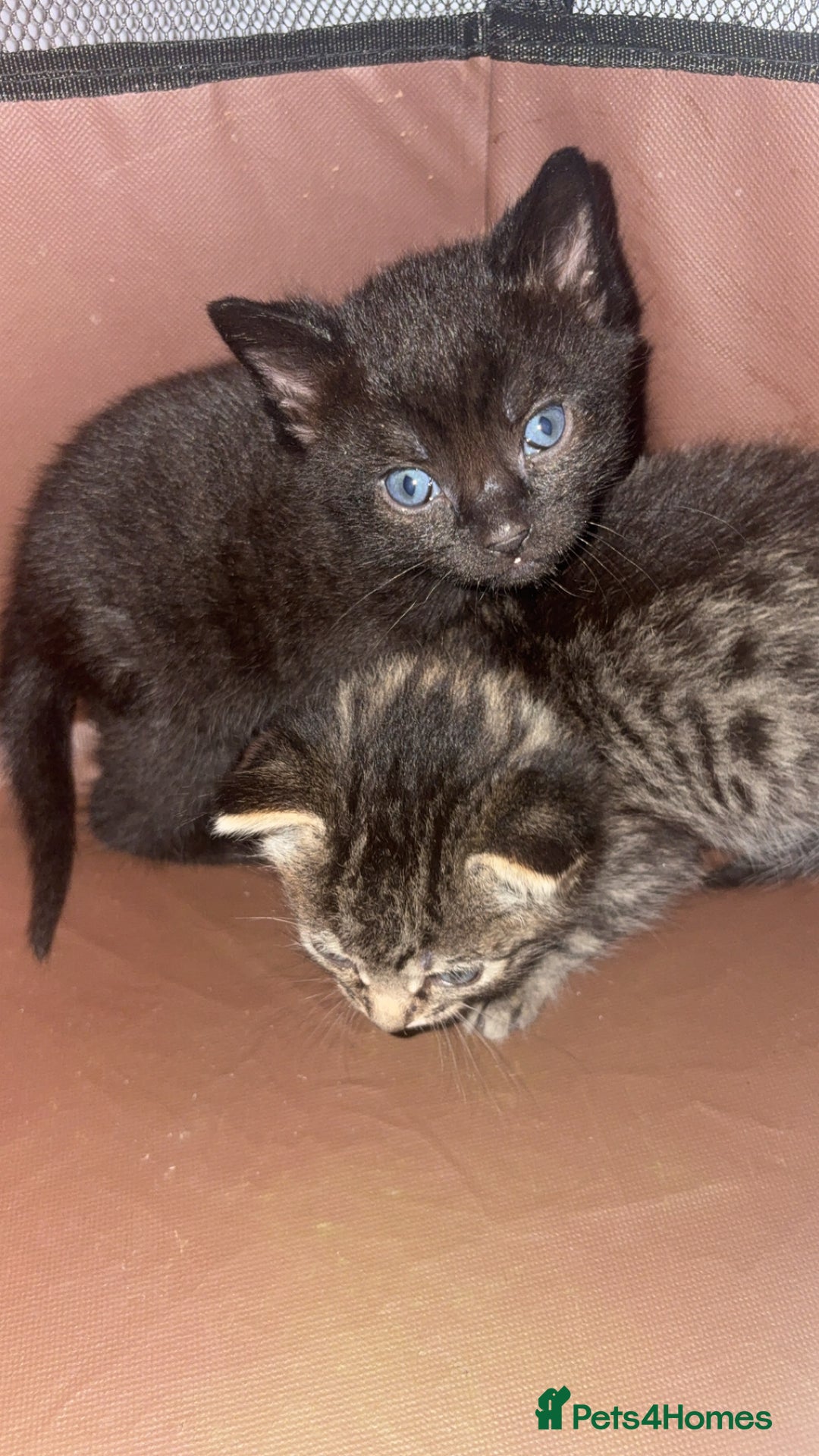 Mixed Breed cats for sale: Kittens for sale  - Image 7