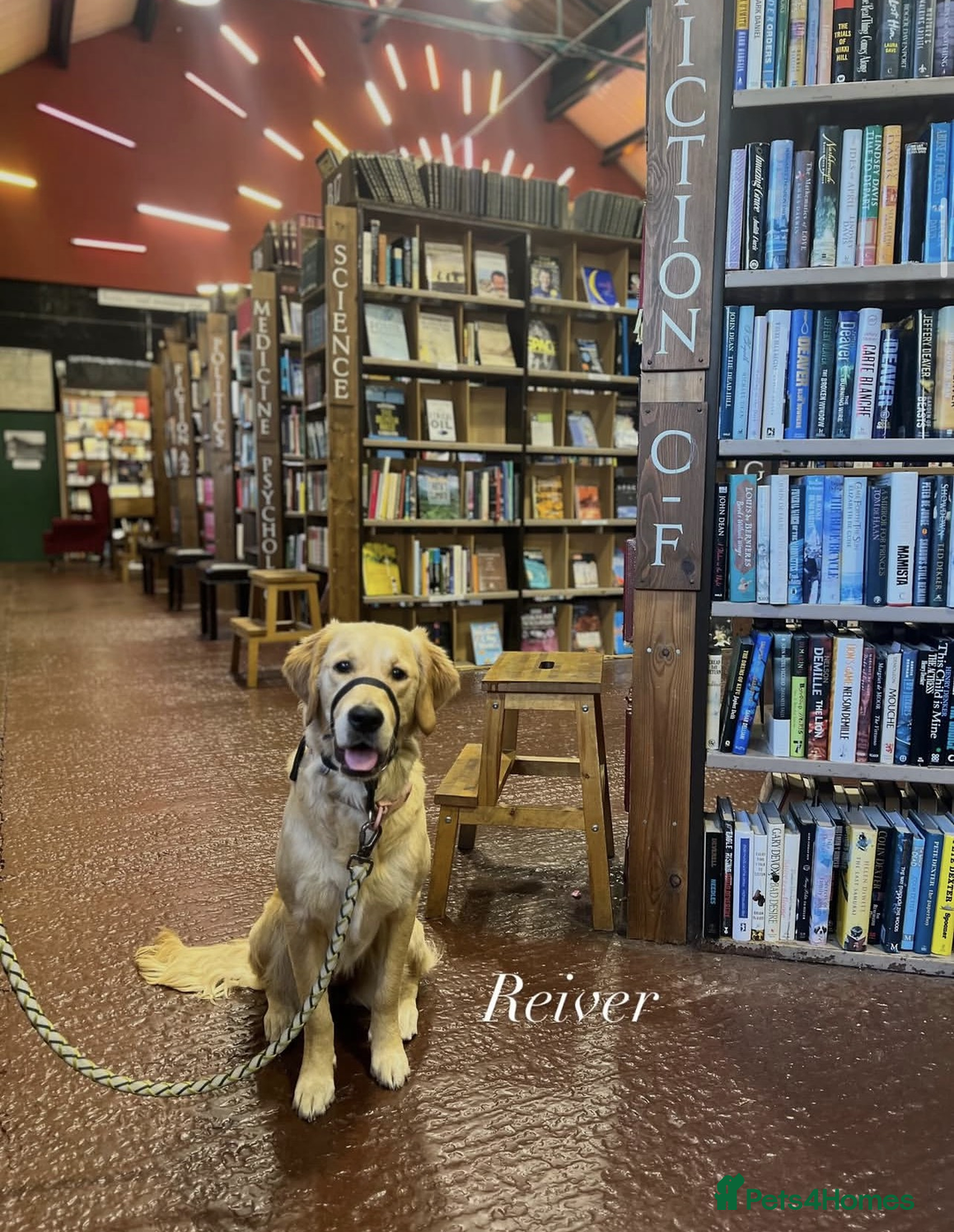 Golden Retriever dogs for sale: Best of Breed Golden Retrievers - Advert 18