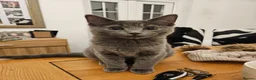 Maine Coon cats for sale: Mixed Maine Coon Tabby - Advert 2