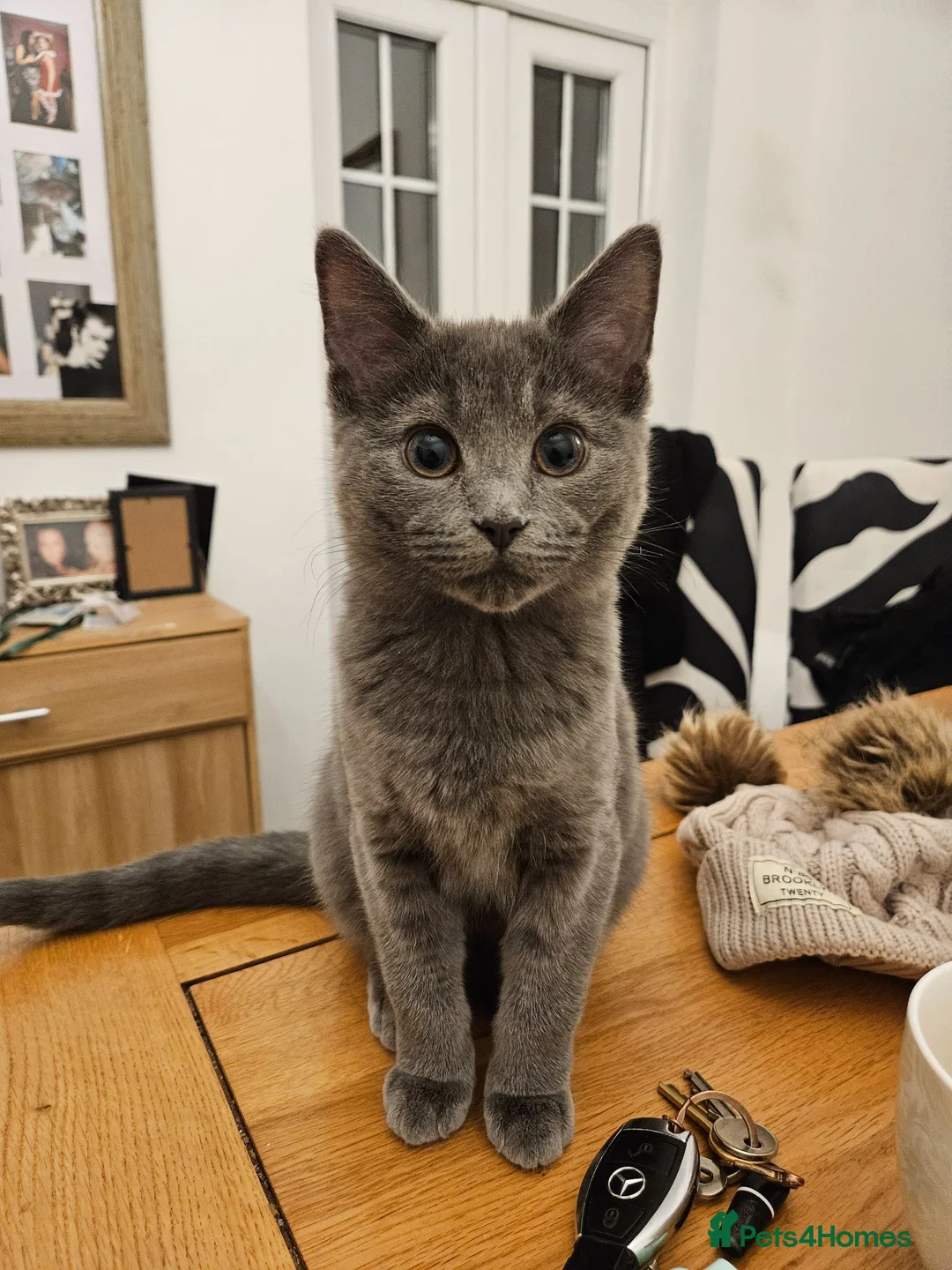 Maine Coon cats for sale: Mixed Maine Coon Tabby - Advert 2