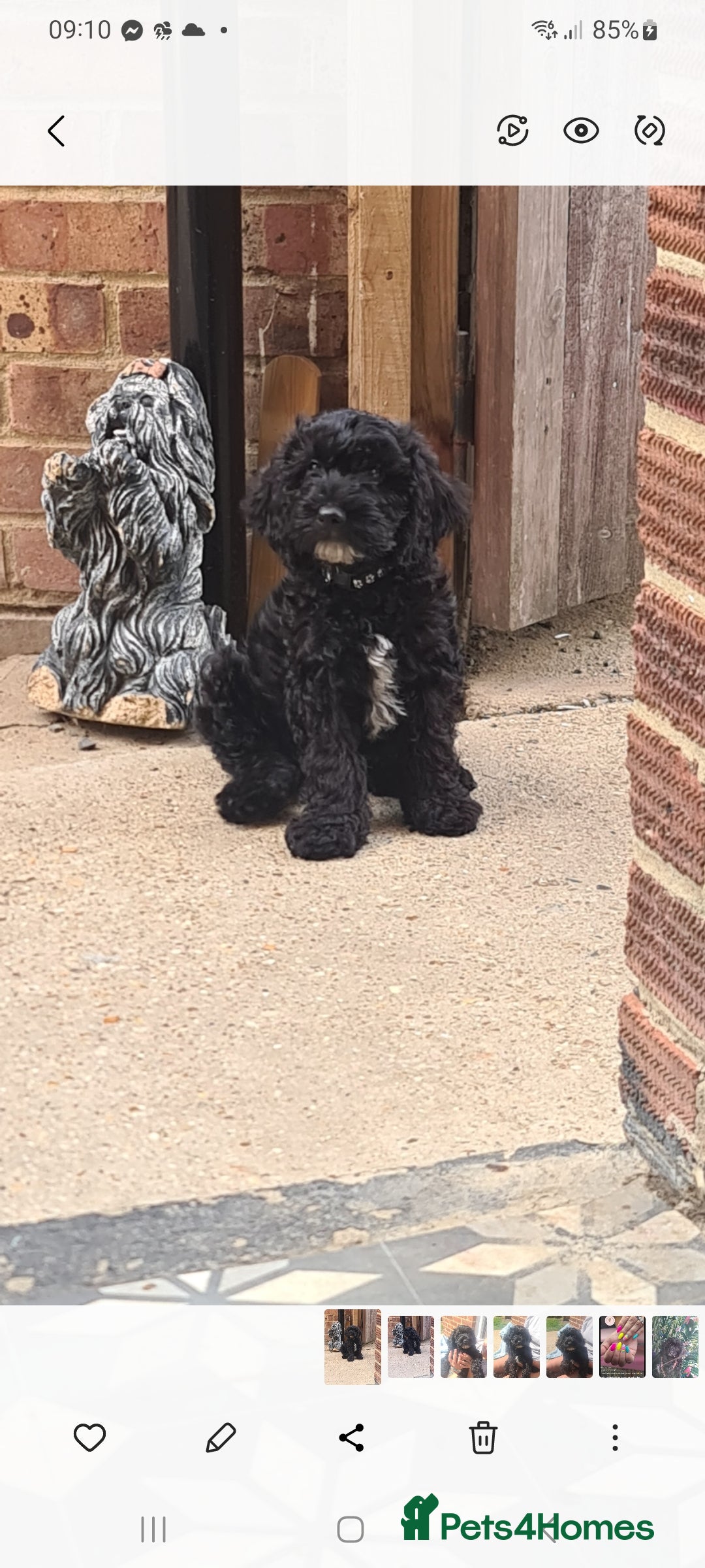 Cockapoo dogs for sale: cockapoos - Image 19