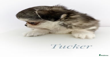 Chihuahua dogs - Advert 11