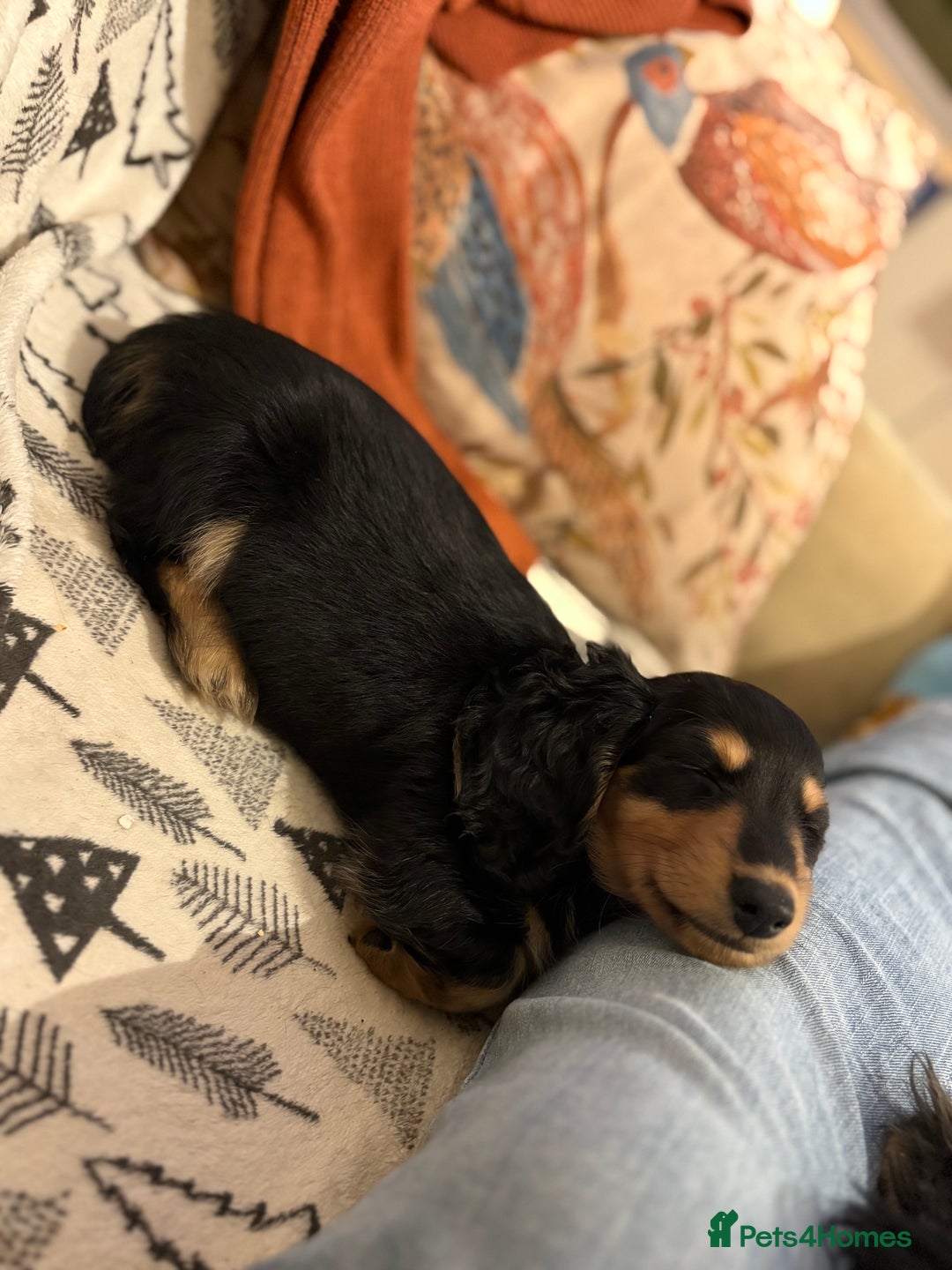 Miniature Dachshund dogs for sale: Miniature Longhair Dachshund Boy - Advert 2