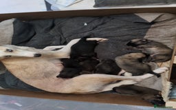 Shepsky dogs for sale: 7 Beautiful Shepsky pups for sale (3 boys 4 girls) - Image 5
