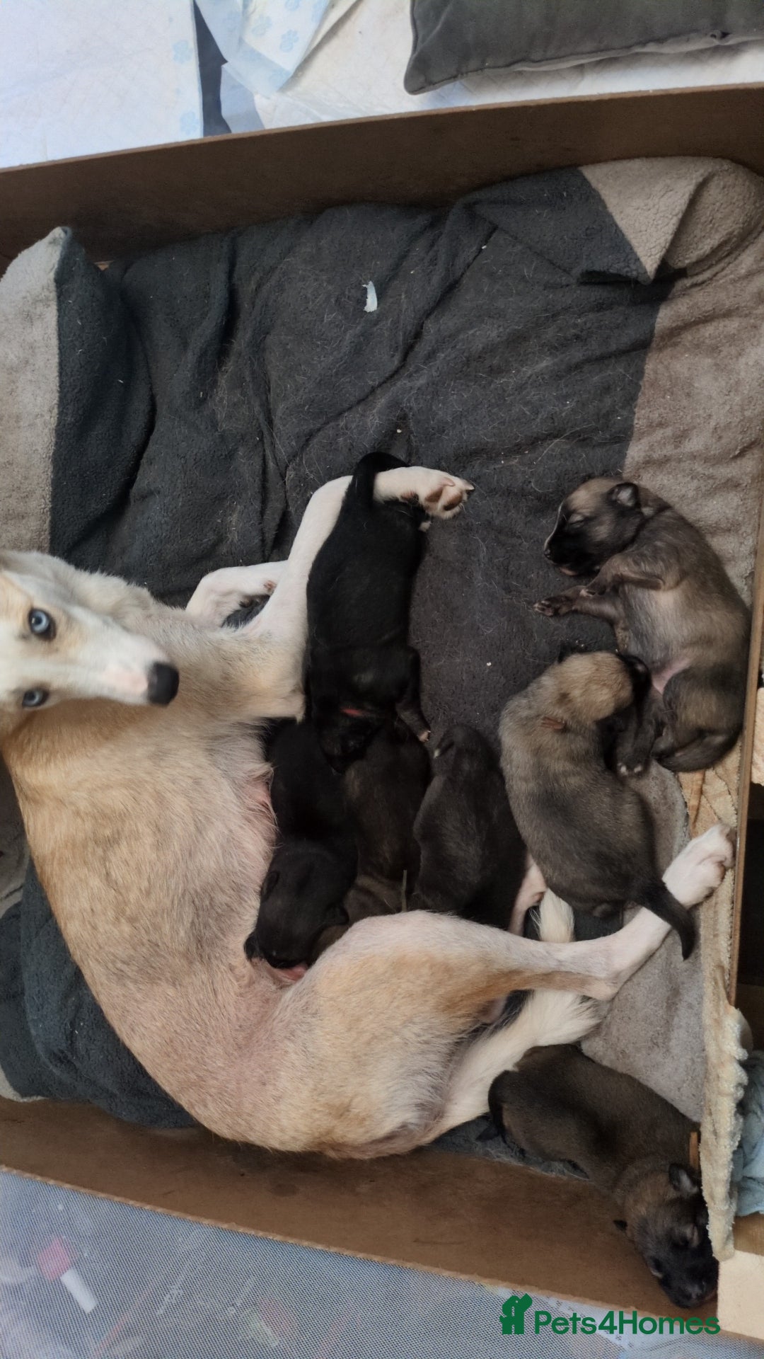 Shepsky dogs for sale: 7 Beautiful Shepsky pups for sale (3 boys 4 girls) - Image 5