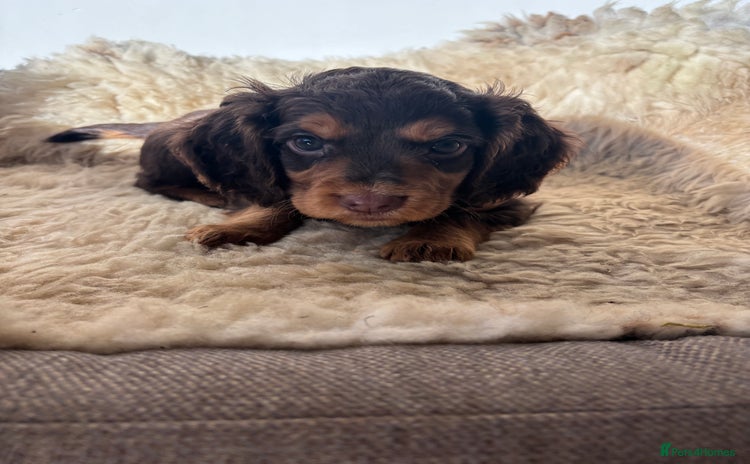 Cocker Spaniel dogs - Advert 1
