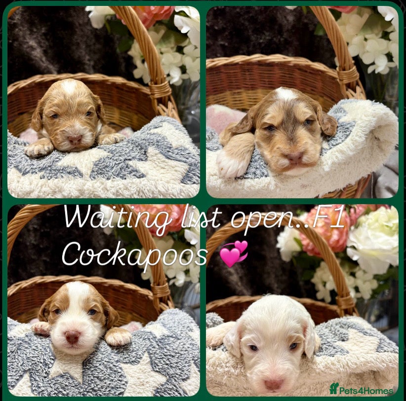 Cockapoo dogs F1 Cockapoos ..5🌟licenced breeder - Advert 2