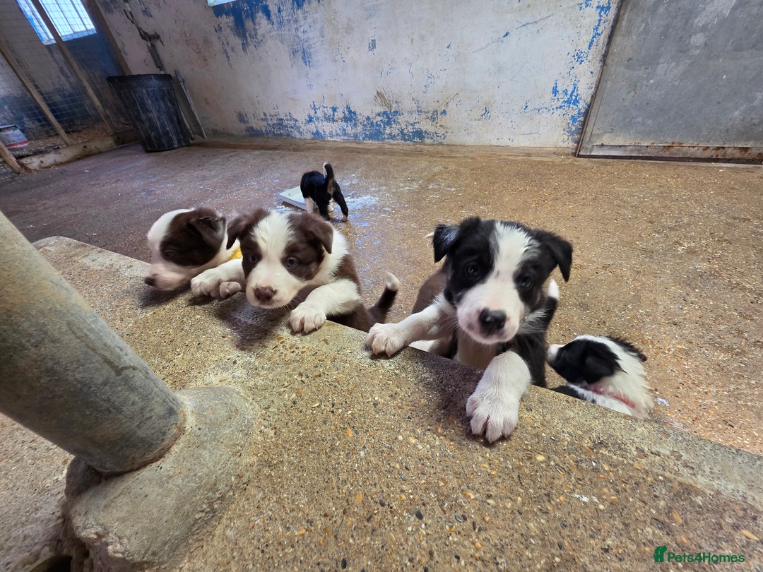 Border Collie dogs for sale: Collie puppies - Image 4